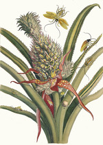 Merian, Maria Sibylla - Ananas. Aus dem Buch Metamorphosis insectorum Surinamensium (Verwandlung der surinamischen Insekten)