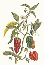 Merian, Maria Sibylla - Poivre d'jnde. Aus dem Buch Metamorphosis insectorum Surinamensium (Verwandlung der surinamischen Insekten)