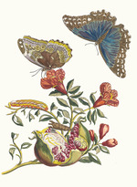 Merian, Maria Sibylla - Grenadier. Aus dem Buch Metamorphosis insectorum Surinamensium (Verwandlung der surinamischen Insekten)