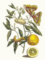 Merian, Maria Sibylla - Lemon. Aus dem Buch Metamorphosis insectorum Surinamensium (Verwandlung der surinamischen Insekten)
