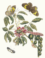 Merian, Maria Sibylla - Coronilla Americana Arborescens. Aus dem Buch Metamorphosis insectorum Surinamensium (Verwandlung der surinamischen Insekten)