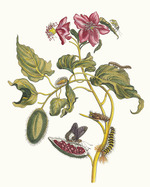 Merian, Maria Sibylla - Rocu. Aus dem Buch Metamorphosis insectorum Surinamensium (Verwandlung der surinamischen Insekten)