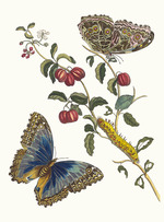 Merian, Maria Sibylla - Cerises d'Amerique. Aus dem Buch Metamorphosis insectorum Surinamensium (Verwandlung der surinamischen Insekten)
