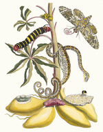 Merian, Maria Sibylla - Cassave. Aus dem Buch Metamorphosis insectorum Surinamensium (Verwandlung der surinamischen Insekten)
