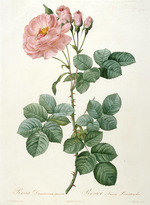 Redouté, Pierre-Joseph - Rosa Damascena aurora, Rosier Aurore Poniatowska (Aus La Couronne de roses)