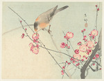 Ohara, Koson - Singvogel auf Blütenzweig