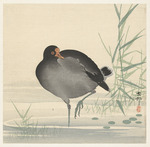 Ohara, Koson - Teichralle