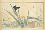 Kitao, Masayoshi - Illustration aus Bilder importierter Vögel