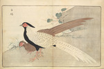 Kitao, Masayoshi - Illustration aus Bilder importierter Vögel