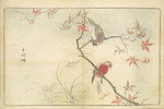 Kitao, Masayoshi - Illustration aus Bilder importierter Vögel