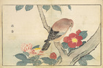 Kitao, Masayoshi - Illustration aus Bilder importierter Vögel