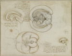 Leonardo da Vinci - Das Gehirn