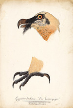 Kuhn, G. - Ornithologische Studie