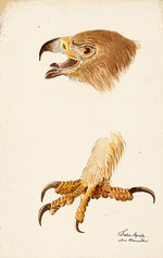 Kuhn, G. - Ornithologische Studie