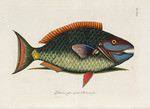 Catesby, Mark - Aus Piscium, Serpentum, Insectorum, aliorumque nonnullorum animalium, nec non plantarum quarundam Imagines