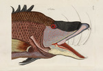 Catesby, Mark - Aus Piscium, Serpentum, Insectorum, aliorumque nonnullorum animalium, nec non plantarum quarundam Imagines