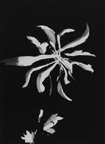 Moholy-Nagy, Laszlo - Blumenfotogramm