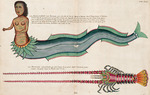 Fallours, Samuel - Meerjungfrau. Illustration in Poissons Ecrevisses et Crabes... von Louis Renard