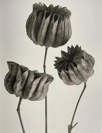 Blossfeldt, Karl - Abutilon. Aus: Urformen der Kunst 