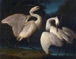 Duranti, Giorgio - Zwei Vögel