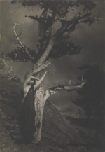 Brigman, Anne W. - The Dying Cedar (Die sterbende Zeder)