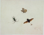 Bronkhorst, Johannes - Four insects