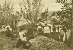 Tolstaya, Sophia Andreevna - Apple harvest in the estate of Leo Tolstoy Yasnaya Polyana