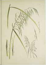 Anonymous - Study of grass. From: Le Japon Artistique. Documents d'art et d'industrie réunis, May 1888