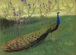 Stabrowski, Kazimierz - Peacock