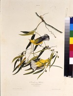 Audubon, John James - The prothonotary warbler. From The Birds of America