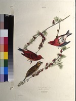 Audubon, John James - The purple finch. From The Birds of America
