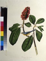 Audubon, John James - The Canada warbler. From The Birds of America