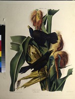 Audubon, John James - The common grackle. From The Birds of America
