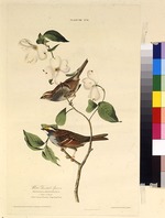 Audubon, John James - The white-throated sparrow. From The Birds of America