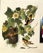Audubon, John James - The Baltimore oriole. From The Birds of America