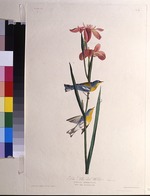 Audubon, John James - Blue Yellow-backed Warbler. From The Birds of America