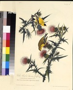 Audubon, John James - The American goldfinch. From The Birds of America