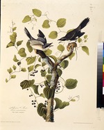 Audubon, John James - The loggerhead shrike. From The Birds of America
