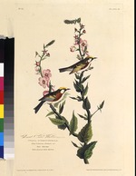 Audubon, John James - The chestnut-sided warbler. From The Birds of America