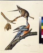 Audubon, John James - The passenger pigeon. From The Birds of America