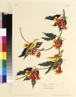 Audubon, John James - The Rathbone Warbler. From The Birds of America