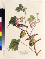 Audubon, John James - The bay-breasted warbler. From The Birds of America