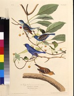 Audubon, John James - The indigobirds. From The Birds of America
