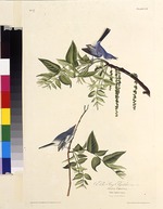 Audubon, John James - The blue-gray gnatcatcher. From The Birds of America