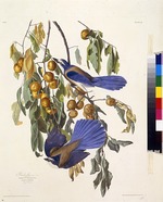 Audubon, John James - The Florida scrub jay. From The Birds of America