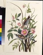 Audubon, John James - The Sea-side Finch. From The Birds of America