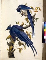 Audubon, John James - Columbia Jay (Garrulus ultramarinus). From The Birds of America