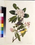 Audubon, John James - The Canada warbler. From The Birds of America