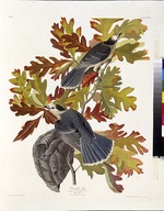 Audubon, John James - The grey jay. From The Birds of America