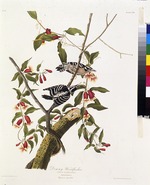 Audubon, John James - The downy woodpecker. From The Birds of America